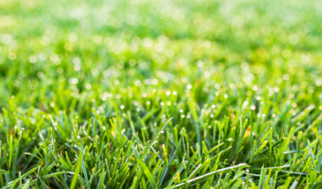 lawn in Colorado